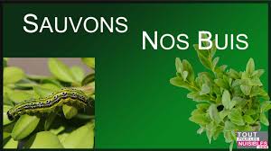 Découvrez nos traitements, pièges organiques, insecticides bio, pièges à phéromones. Traitements Et Lutte Contre La Pyrale Du Buis Pyrale Du Buis