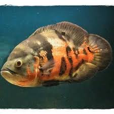 Atau selagi ikan lain pada mati kerana suhu yang naik turun tidak karuan, ikan oscar malah boleh bangga dengan ketahanan tubuhnya. 7 Jenis Ikan Oscar Terpopuler Di Indonesia Iwak Galak