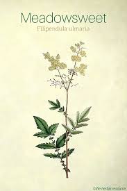 Meadowsweet Uses And Benefits As A Medicinal Herb Herbalism Herbal Medicine Healing Herbs