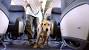 Dog Flying Airplane