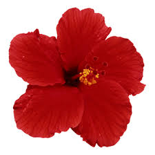 Image result for Hibiscus Red 2017 Vito