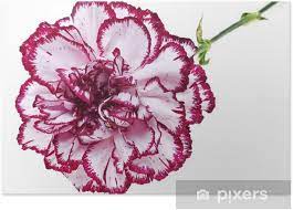 Both the flowers and the seed pods make interesting additions to arrangements. Pink Carnation Flower On White Background Poster Pixers We Live To Change