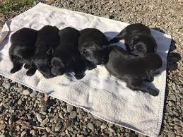 Check spelling or type a new query. Elevage Du Pic D Arbizon Startseite Facebook