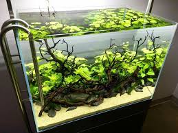Pin De Mohannad 0m Em Aquarium Design And Fish Freshwater