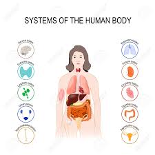 Some of the organs may be part of an organism needs all body systems for survival and reproduction. Systems Of The Human Body Set Medical Poster With Internal Organs On White Background Silhouette Of A Woman Illustration Royalty Free Cliparts Vectors And Stock Illustration Image 91664558