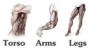 The anatomical center of the body is a horizontal line that passes through the middle of the great trochanters and the top of the pubis or more the wrists will roughly line up with the great trochanters. Body Anatomy Drawing Anatomy Drawing Diagram