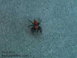 The dreaded camel spider is such a horrible creature that it's often cited by atheists as proof that there can be no such thing as a kind and loving god as long as it roams the earth. Jumping Spider Badspiderbites Com