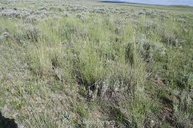 Image result for Buchnera usuiensis