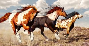20 most popular horse breeds around the world. Horse Breeds 20 Most Popular Of The World Where They Came From