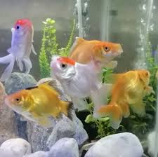 We did not find results for: Tropical Fish Center Marine Life Gallery Aquatic Reserve Pet Shop Home Facebook
