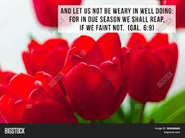 See more ideas about tulips quotes, inspirational quotes, quotes. Bible Quotes On Image Photo Free Trial Bigstock
