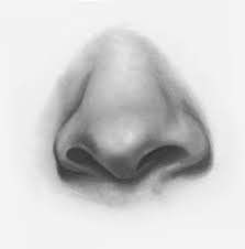 Drawing faces begins by understanding basic proportions. Draw Facial Features With This In Depth Beginner S Guide