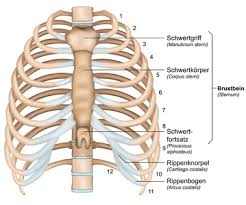 Rippen Funktion Aufbau Beschwerden Gesundpedia De