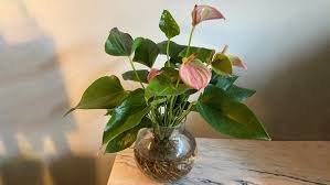 Die persönliche kleine kräuteroase inmitten der großstadt: Garten Water Plants Pflanzen Im Glas Liegen Im Trend Service Wir In Bayern Br Fernsehen Fernsehen Br De