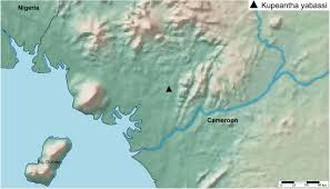 Image result for Inversodicraea