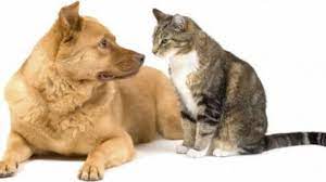 Peribahasa seperti anjing dengan kucing. Sekolompok Anak Muda Perlakukan Kucing Bagai Hewan Aduan Si Meong Diadu Dengan Anjing Buas Tribun Jogja