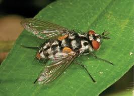 Image result for Terminalia sericea ×  trichopoda