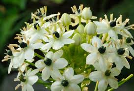 Image result for Ornithogalum seineri