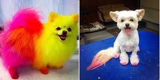 Full cut and styling includes : Purchase Dog Hair Dye Salon Near Me Up To 63 Off