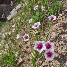 Image result for Ipomoea lapathifolia