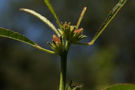 Image result for Hibiscus nigricaulis