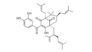 Image result for Garcinia huillensis
