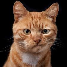 Pin By Jaevon Jaevon On Church Of The Cat Cats Cute Cats Cute Animals