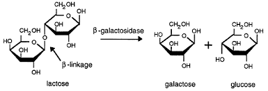 The Time Course Of Β-Galactosidase Induction In Escherichia Coli |  Springerlink