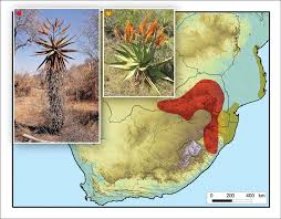 Image result for Aptosimum marlothii