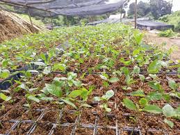 Image result for Rothmannia urcelliformis