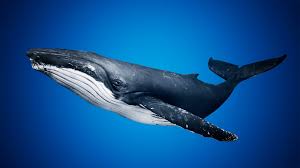 Humpback whale, a baleen whale known for its elaborate courtship songs and displays. Humpback Whale In Characters Ue Marketplace