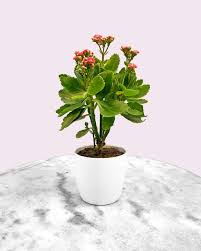 Mastering Kalanchoe Care: Secrets To Thriving Plants