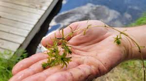 Image result for Hydrolea brevistyla