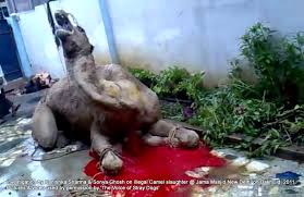 Submitted 4 years ago by oke_eu. Dima Lysenko On Twitter Naidusudhakar Cruel Islamic Sacrifice Of Camel In Delhi India Unfortunately Even In India Muslims Sacrifice Animals Https T Co 8bmpa6xvzp