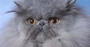 Pictures Of Blue Persian Cats Welcome To The Blue Persian Cat Society Bpcs Website Beautiful Cats Pictures Persian Cat Cats