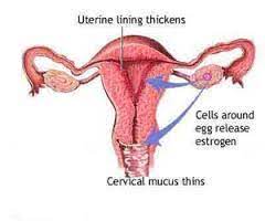 Leukorrhea Wikipedia