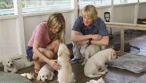 After john and jenny moved to south florida, they decide to adopt a puppy and named it marley. Movies Like Marley And Me 12 Must See Similar Films Cinemaholic