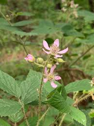 Image result for Rubus kirungensis