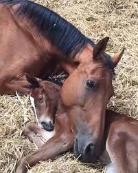 Pin On Animal Lover