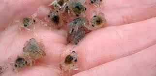 Image result for Crabbea nana