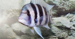 Image result for Tetradenia tanganyikae