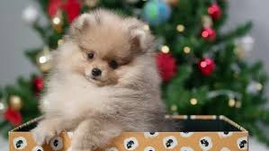 Christmas gifts for dogs 2021. Cute Pomeranian Puppy In Gift Box On Christmas Tree Background By Bebimil
