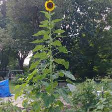 With a unique technique of planting. Helianthus Annuus Russian Giant Sunflower Russian Mammoth Uploaded By Neneybean