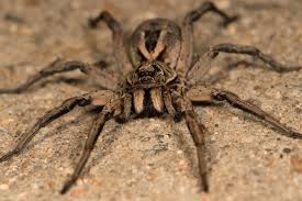Image result for wolf spider bite skin