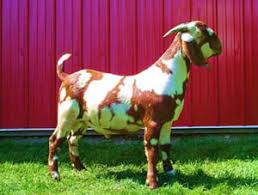 Max Boer Goats The Art Of Breeding Spots And Dapples