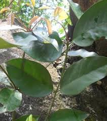 Image result for Garcinia kingaensis