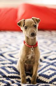 Five Things You Need To Know Before Starting A Pet Photography Business Puppy Photography Pet Photography Business Animal Photography