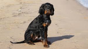 Image result for skotský setr gordonsetr