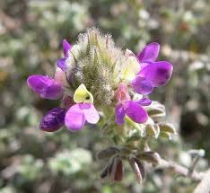 Image result for Indigofera pulchra