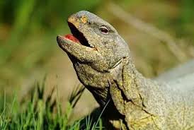 معلومات عن حيوان الضب منتدى اسلامي مفيد Animals Lizard